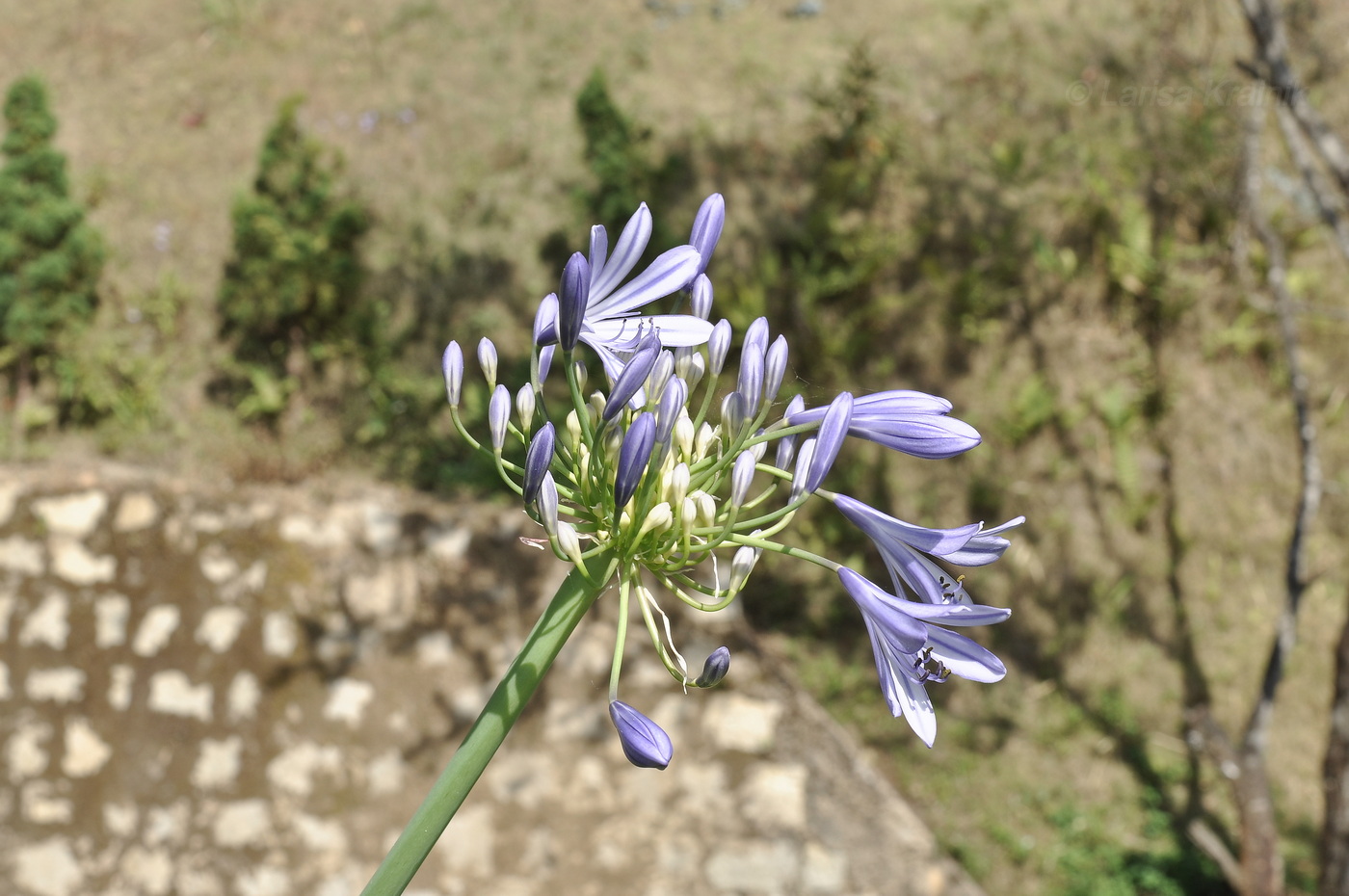 Image of Agapanthus africanus specimen.