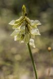 семейство Fabaceae