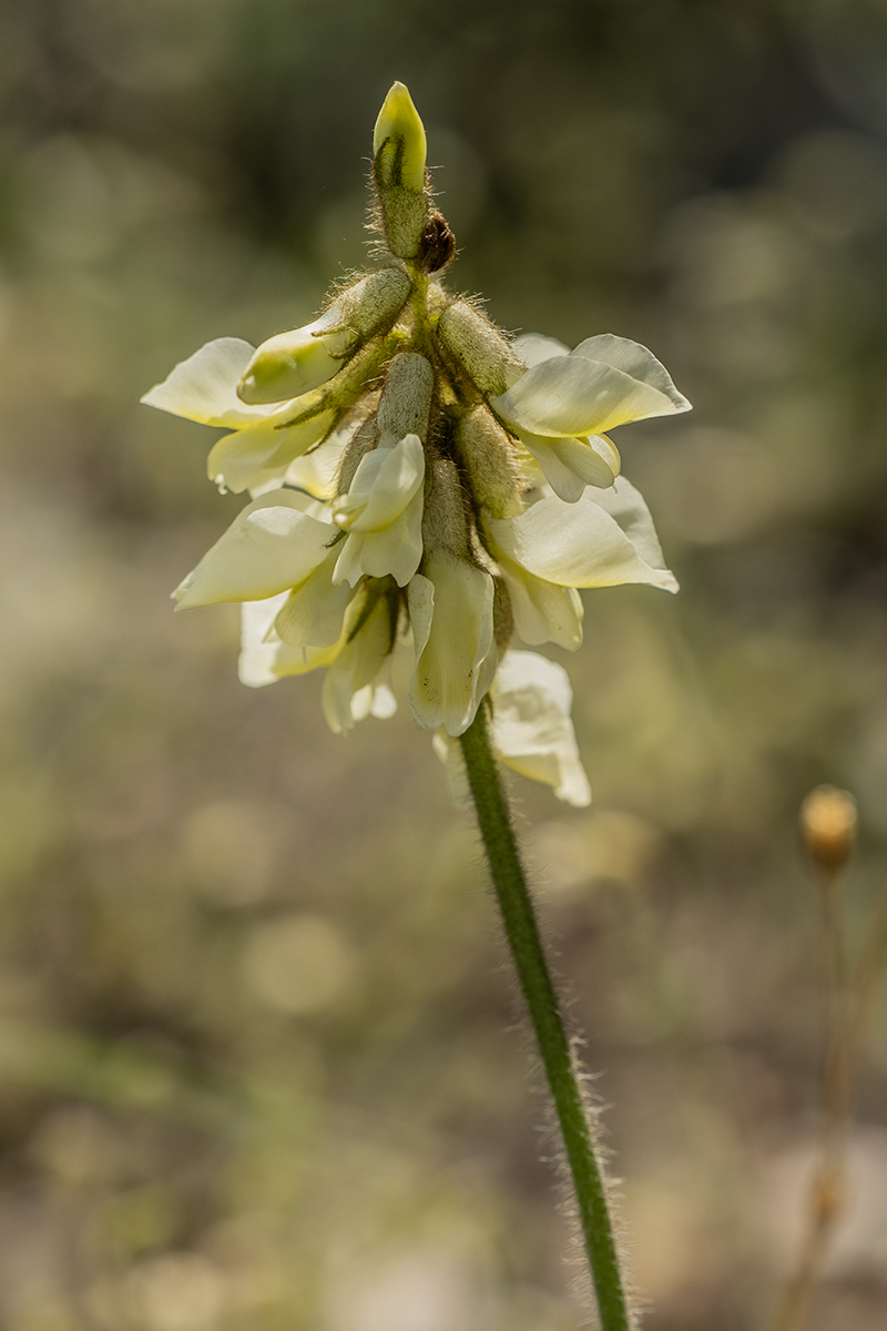 Изображение особи семейство Fabaceae.