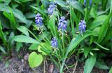 Muscari armeniacum
