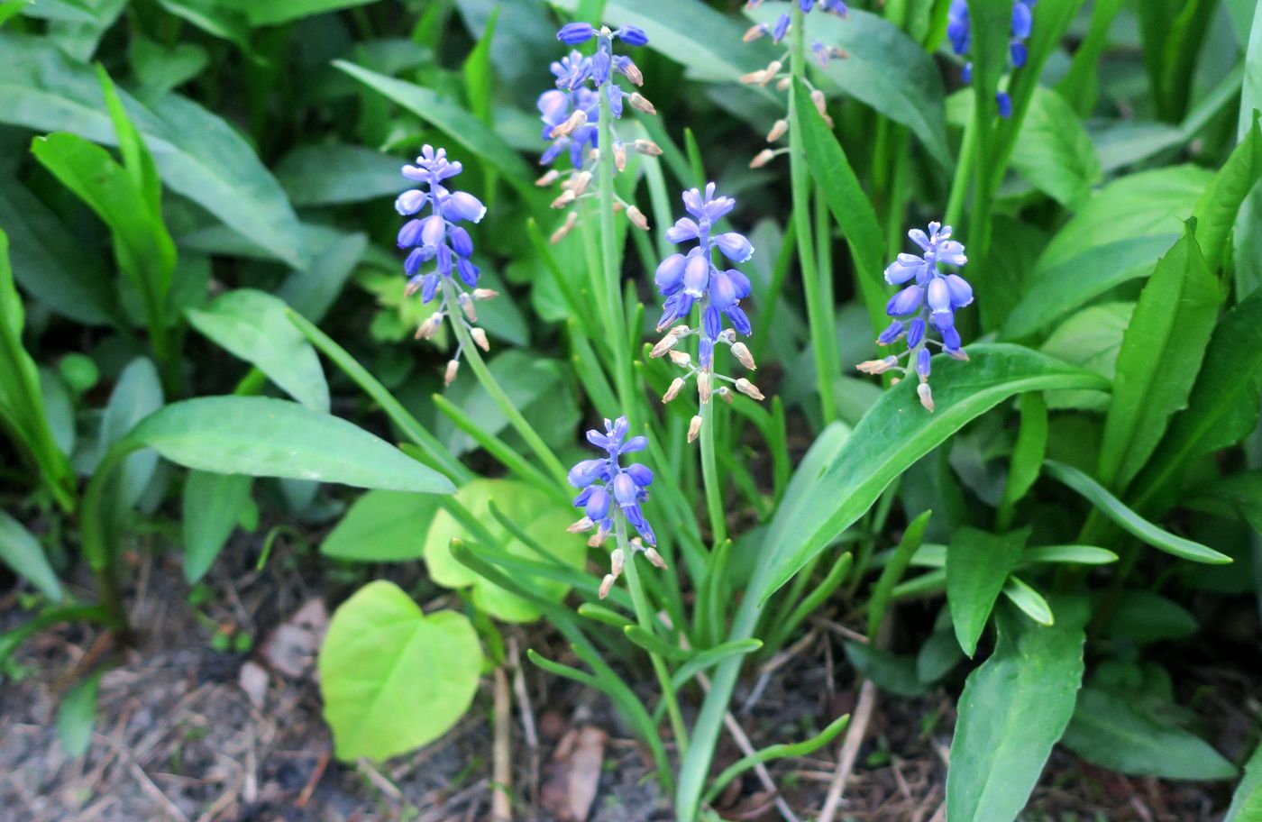 Изображение особи Muscari armeniacum.