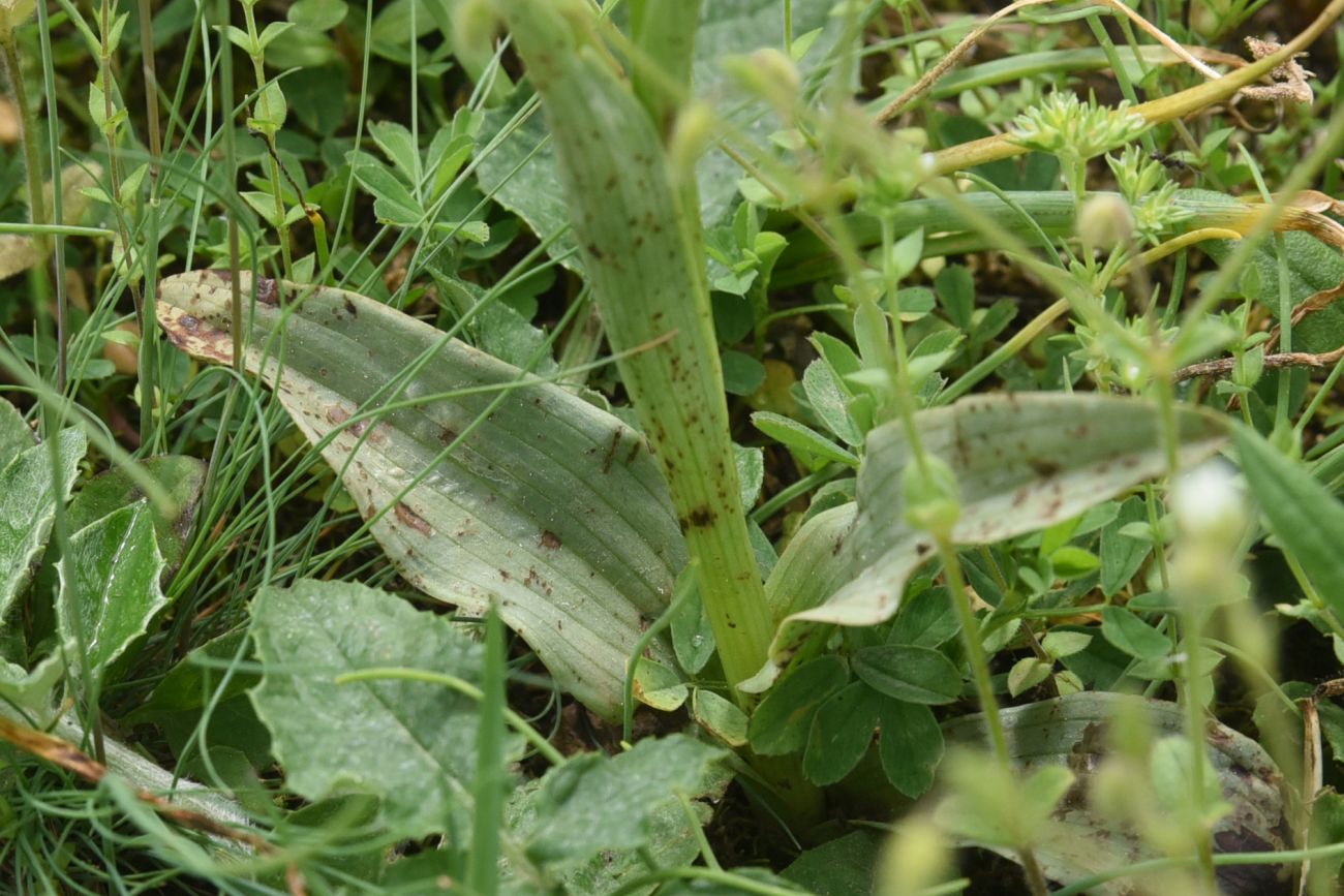 Image of Neotinea tridentata specimen.