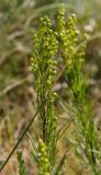 Artemisia salsoloides