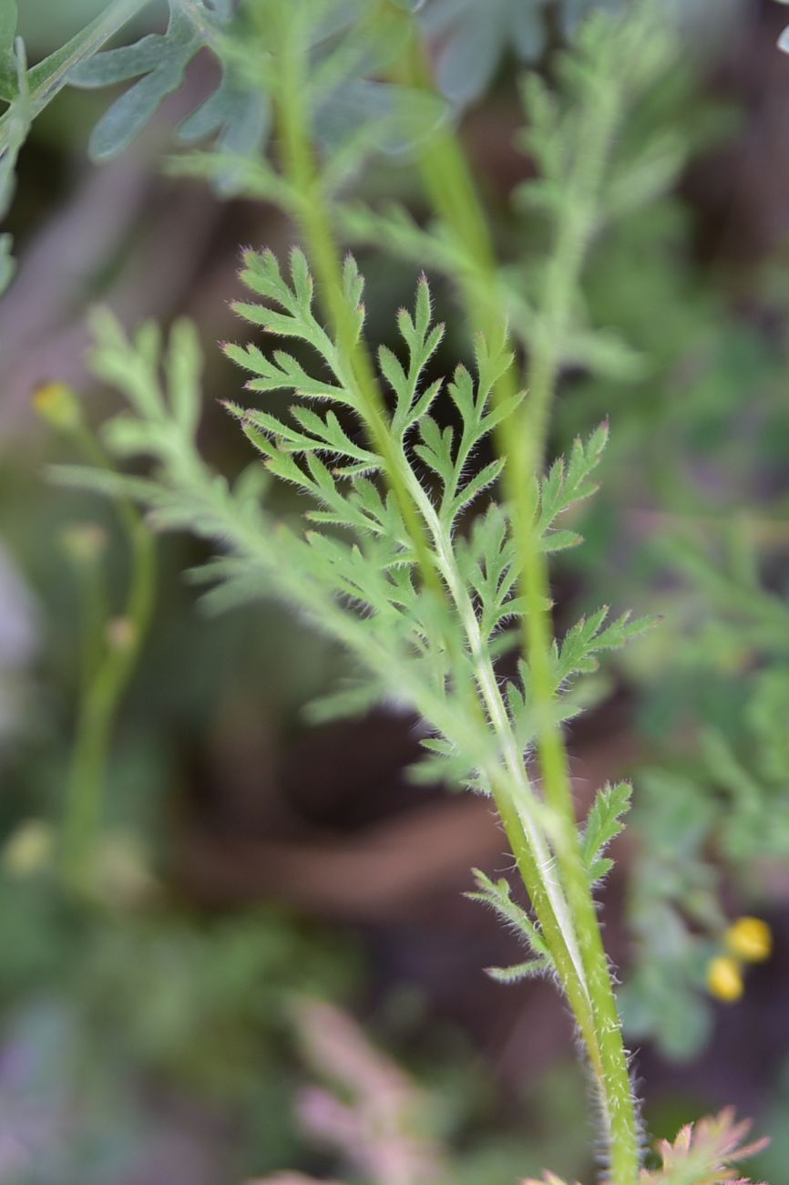 Image of genus Papaver specimen.