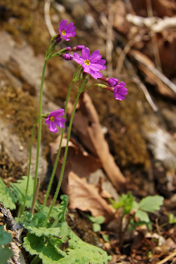 Image of Primula saxatilis specimen.