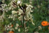 Eruca sativa. Цветок и бутоны. Московская обл., Раменский р-н, окр. дер. Хрипань, садовый участок. 11.07.2026.