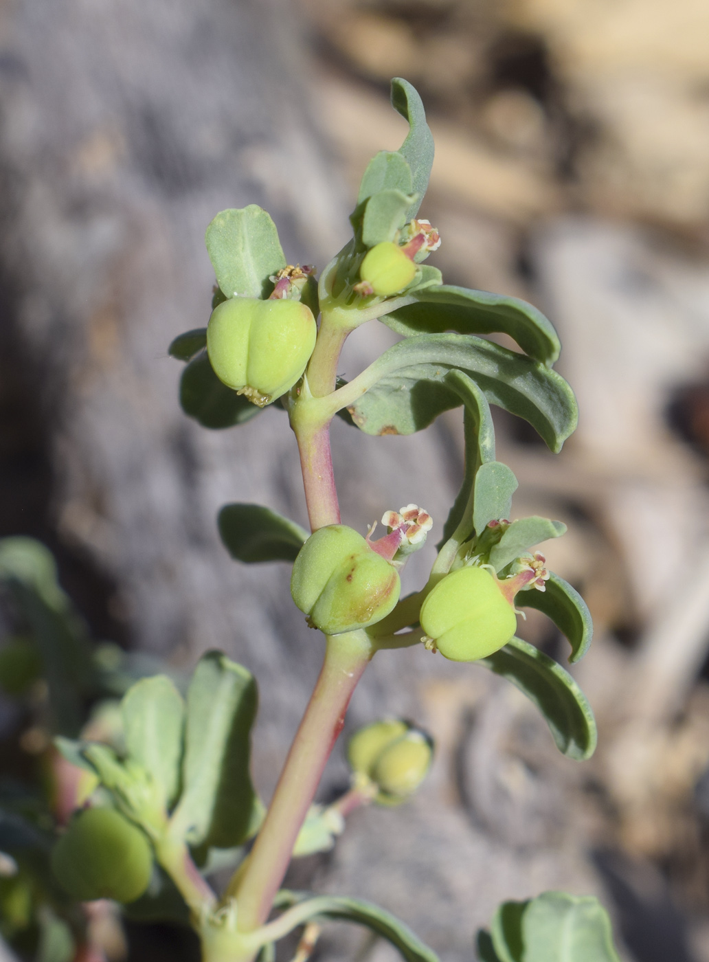 Изображение особи Euphorbia peplis.