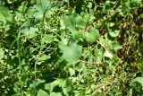 genus Rumex. Лист. Турция, ил Артвин, у стены храма Отхта, луг. 13 июня 2026 г.