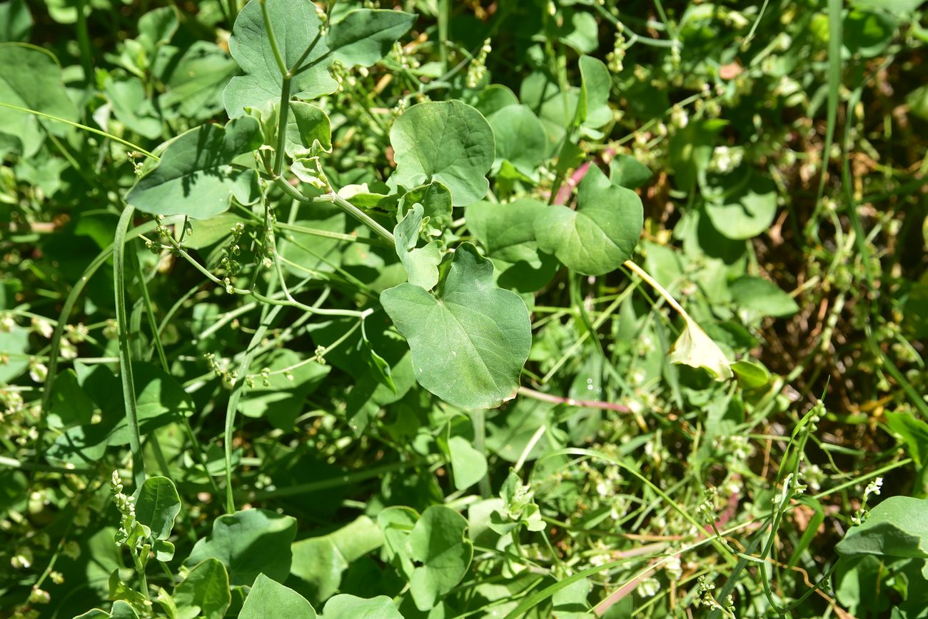 Image of genus Rumex specimen.