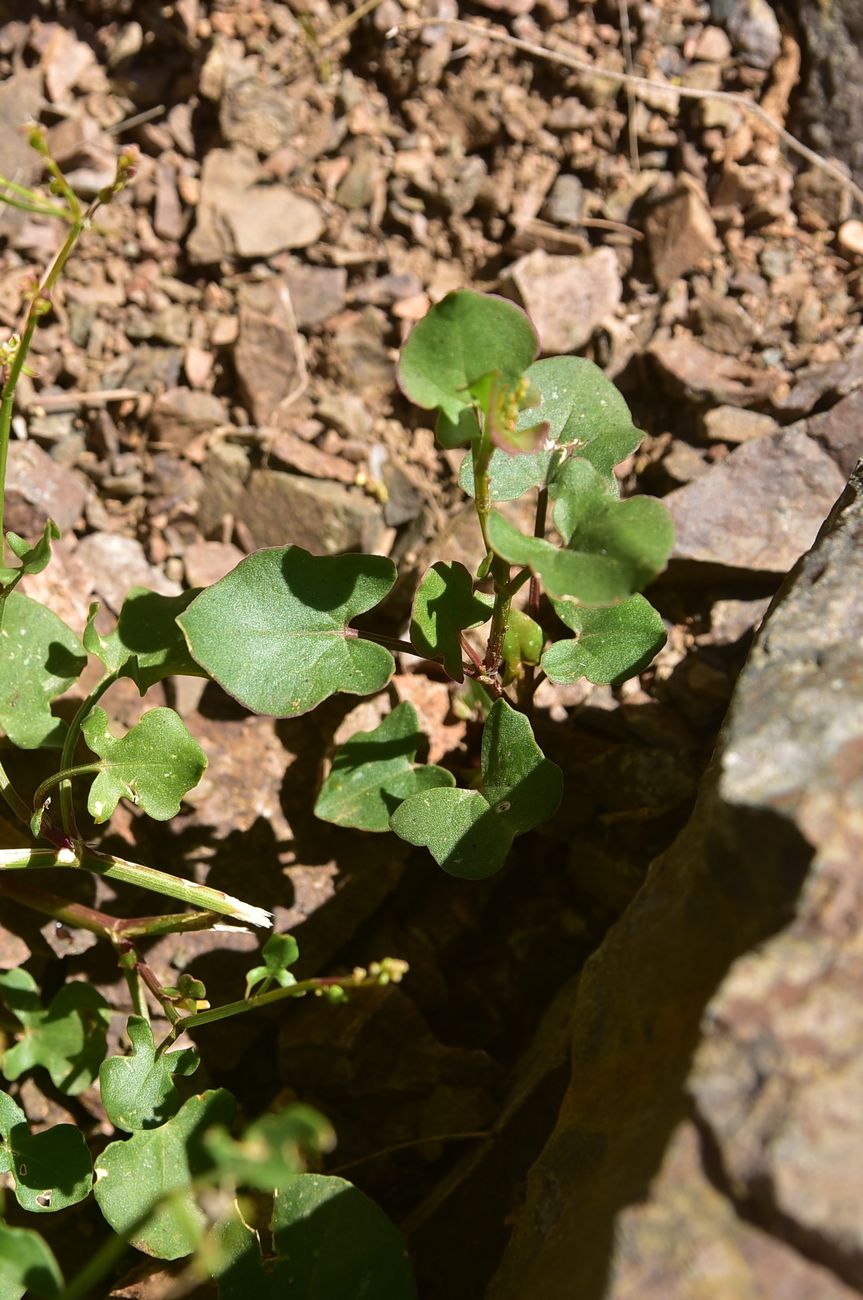 Изображение особи Rumex scutatus.