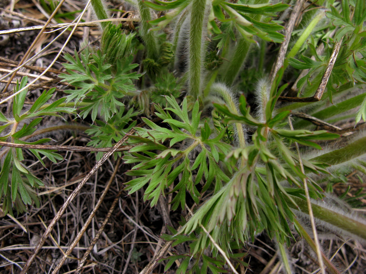 Image of Pulsatilla herba-somnii specimen.