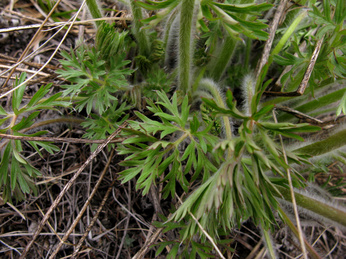 Image of Pulsatilla herba-somnii specimen.