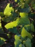 Aristolochia clematitis