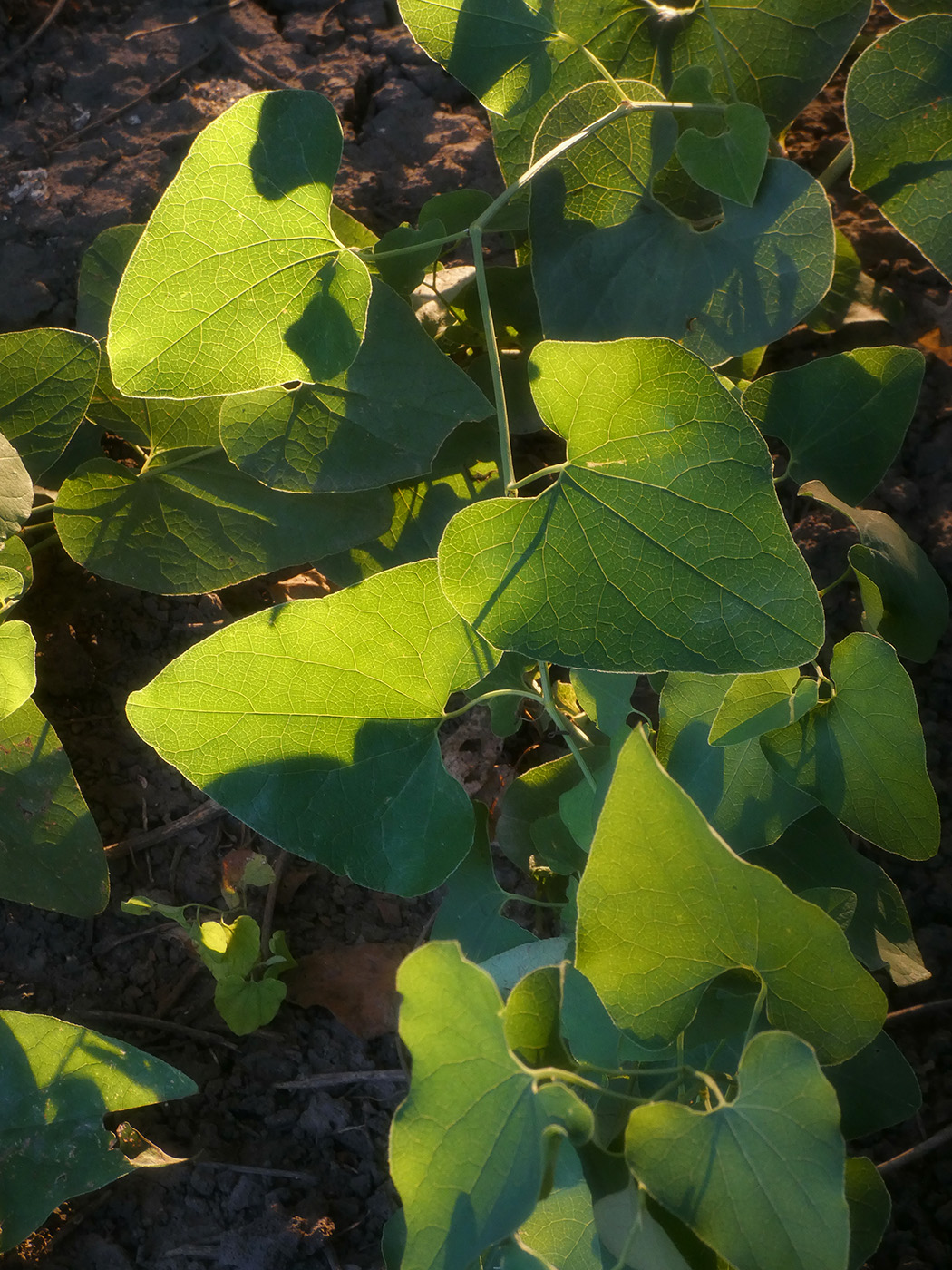 Изображение особи Aristolochia clematitis.