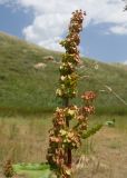 genus Rumex. Соплодие. Дагестан, Докузпаринский р-н, окр. с. Куруш, дол. р. Чехычай, на обсохшем дне небольшого озера в притоке р. Чехычай. 25.07.2026.