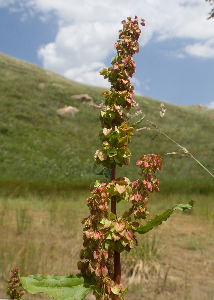 Image of genus Rumex specimen.