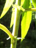 Senecio cannabifolius