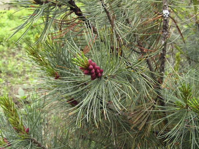 Изображение особи Pinus pumila.