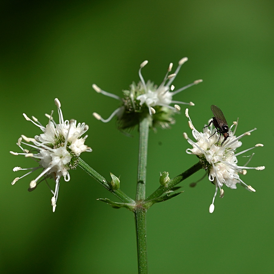 Image of Sanicula europaea specimen.