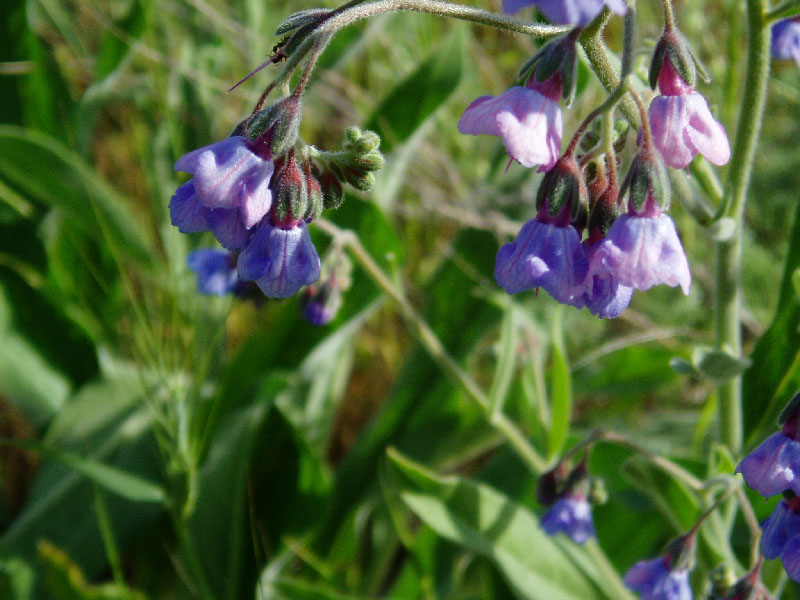 Изображение особи Lindelofia macrostyla.