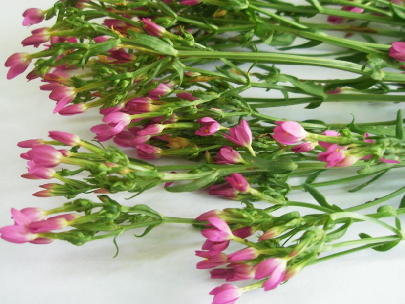 Image of Centaurium erythraea ssp. turcicum specimen.