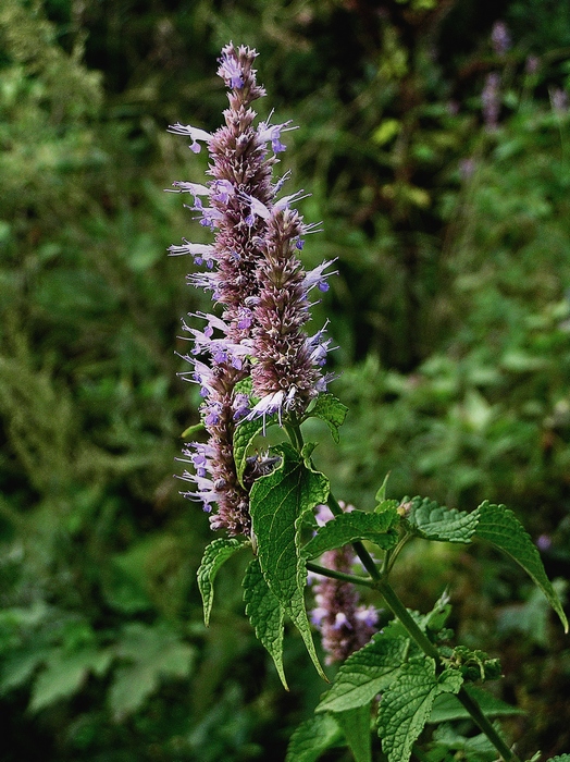 Изображение особи Agastache rugosa.