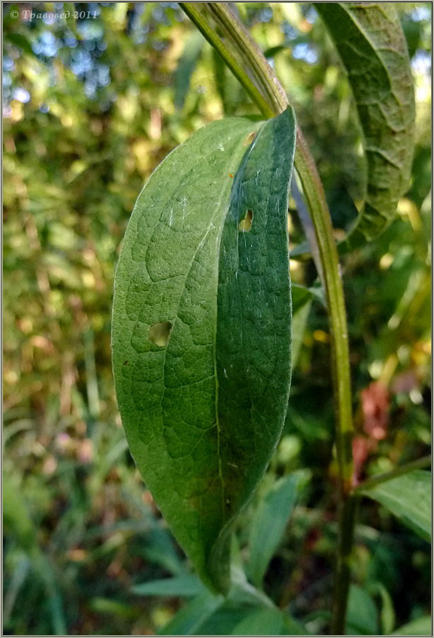 Image of Centaurea pseudophrygia specimen.