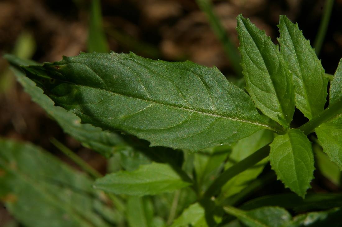 Изображение особи Epilobium consimile.