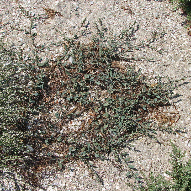 Image of Polygonum maritimum specimen.