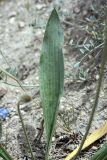 Plantago lanceolata. Лист. Таджикистан, Чиличёр Чашма. 16.04.2011.