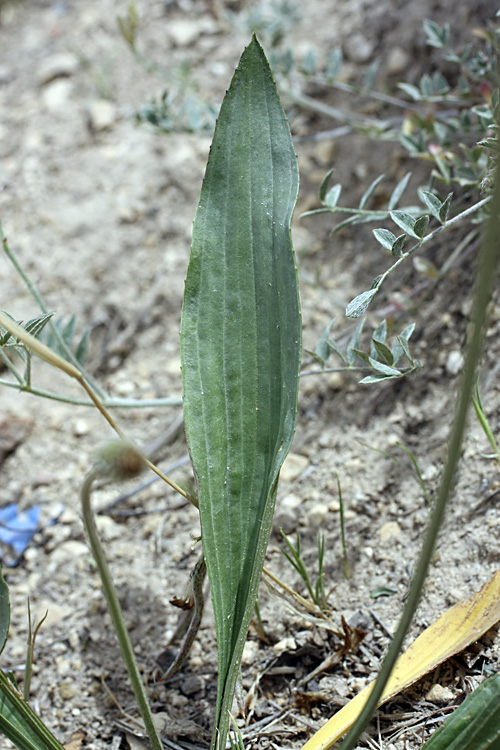 Изображение особи Plantago lanceolata.