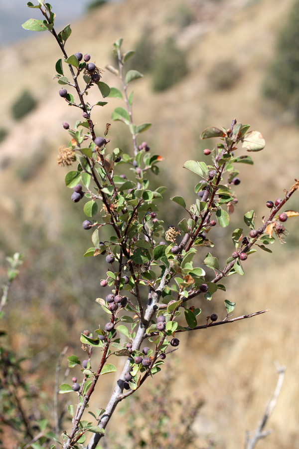 Image of Cotoneaster nummularioides specimen.