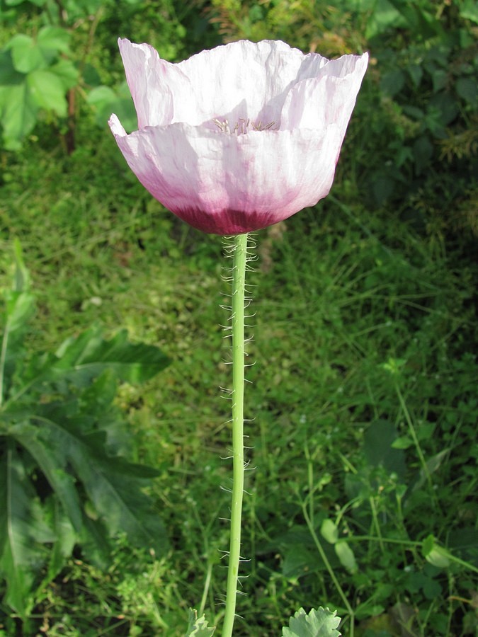 Изображение особи Papaver somniferum.