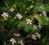 Saxifraga umbrosa. Часть соцветия (форма 'Variegata'). Московская обл., Раменский р-н, окр. дер. Хрипань, дачный участок. 11.06.2011.