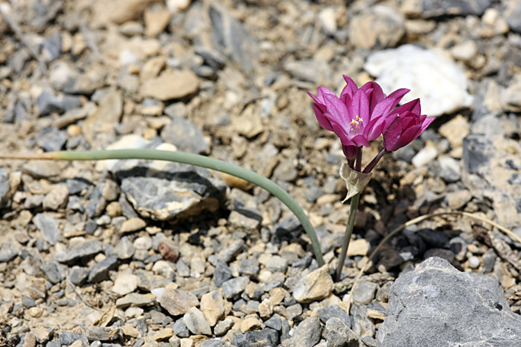 Изображение особи Allium oreophilum.