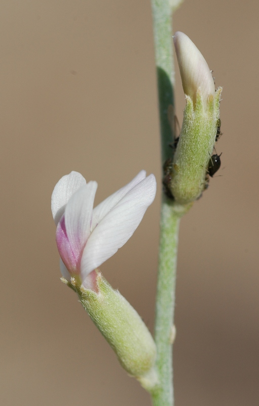 Изображение особи Astragalus cognatus.