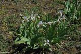 Iris glaucescens