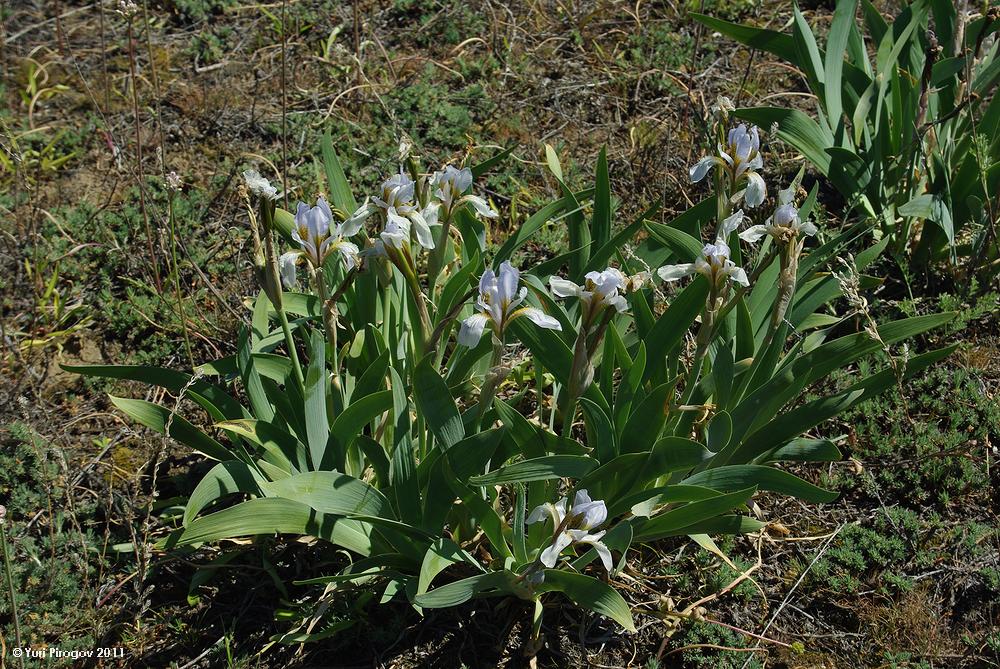 Image of Iris glaucescens specimen.