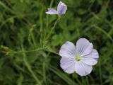 Linum nervosum