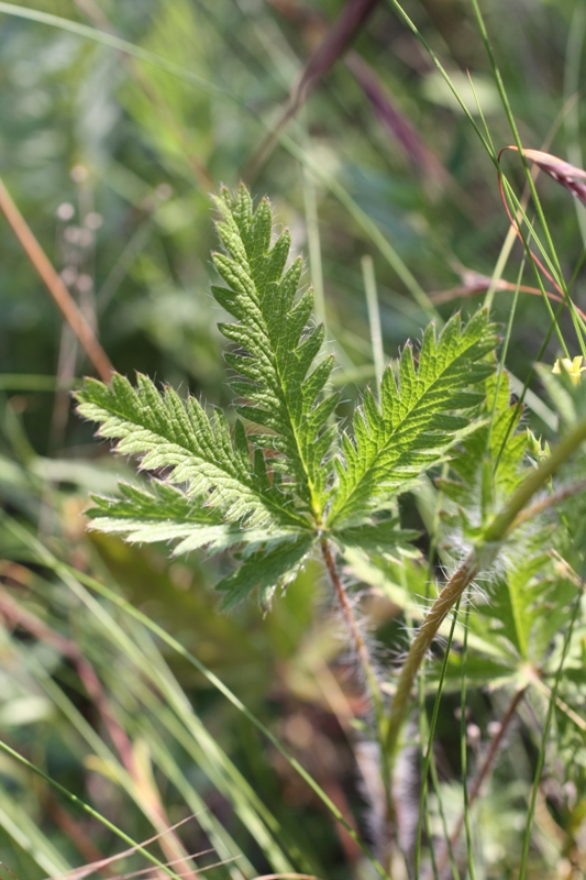Image of Potentilla recta specimen.