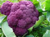 Brassica oleracea разновидность botrytis. Соцветие на верхушке побега. Московская обл., дачный участок. 24.08.2002.