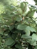 genus Magnolia. Верхушка ветви с плодами. Приморье, Владивосток, Ботанический сад. 23.08.2009.