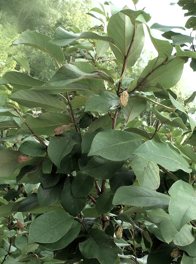 Image of genus Magnolia specimen.