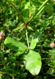 Trifolium subspecies elegans