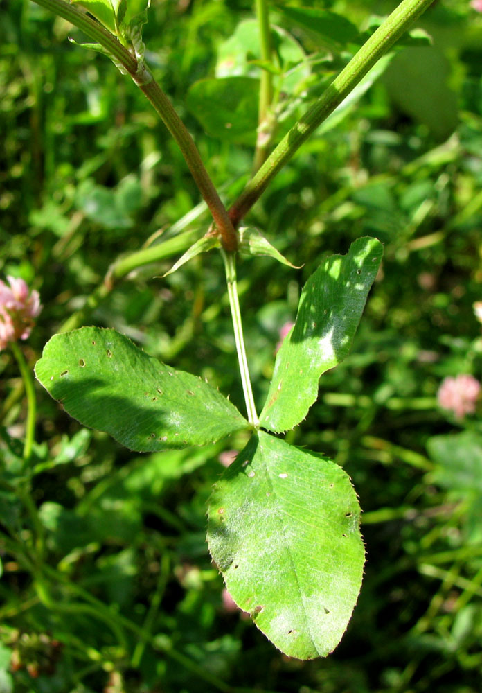 Изображение особи Trifolium hybridum ssp. elegans.