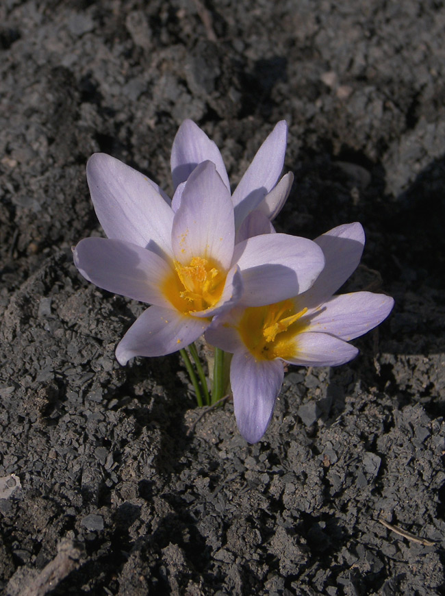 Image of Crocus adamii specimen.