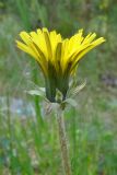 Taraxacum marklundii