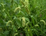 Persicaria lapathifolia