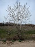 Populus nigra
