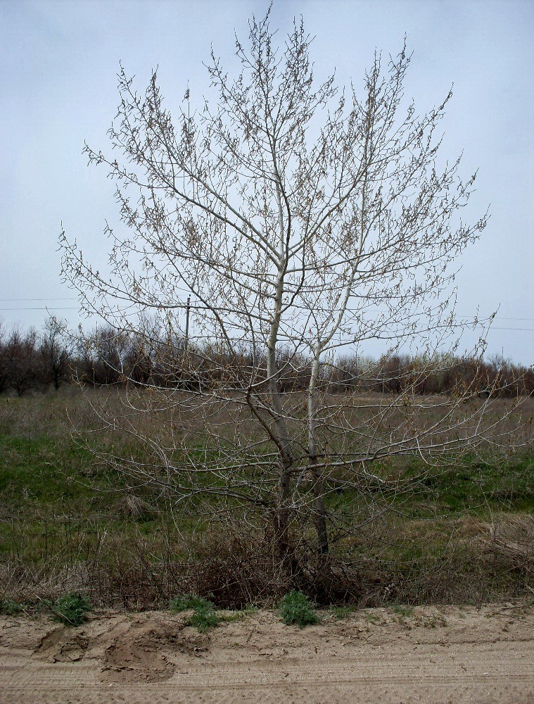 Изображение особи Populus nigra.